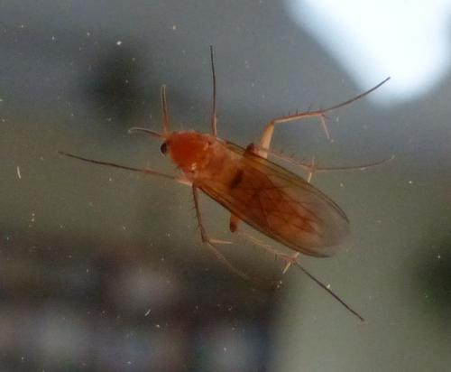 Leia sp.